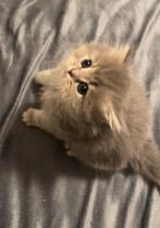 Kitten grijs/blauw/. Britse korthaar poes, Dieren en Toebehoren, Katten en Kittens | Overige Katten, Poes, 0 tot 2 jaar