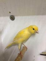 koppel Llarguet Español, Dieren en Toebehoren, Vogels | Kanaries, Meerdere dieren, Kleurkanarie