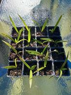 Waaierpalmen 2 jaar oud, winterhard, Tuin en Terras, Planten | Bomen, Overige soorten, Minder dan 100 cm, Zomer, Ophalen