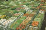AALSMEER Potplanten Veiling, Verzamelen, Ansichtkaarten | Nederland, Verzenden, 1980 tot heden, Ongelopen, Noord-Holland