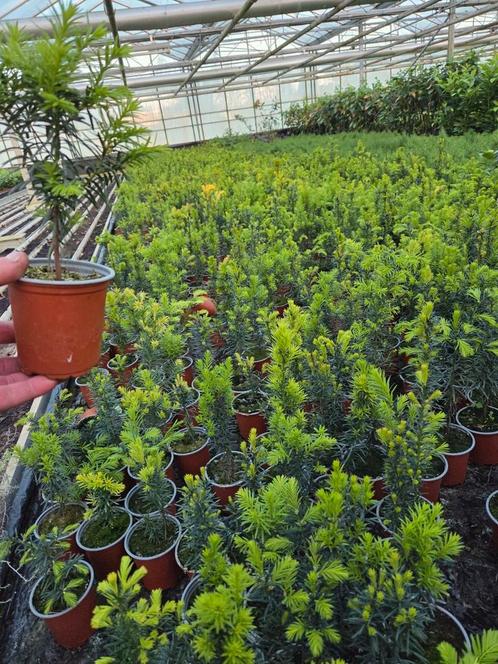 Taxus baccata in 9cm potjes, Tuin en Terras, Planten | Struiken en Hagen, Haag, Taxus, Minder dan 100 cm, Ophalen