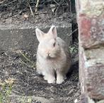 Prachtige konijntjes, Dieren en Toebehoren, Konijnen, Mannelijk, Dwerg, 0 tot 2 jaar