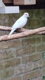 bonte diamantduiven te koop, Dieren en Toebehoren, Mannelijk
