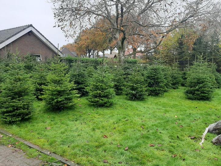 kerstbomen in diverse soorten en maten, Diversen, Kerst, Ophalen of Verzenden