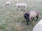 Fokooien, Dieren en Toebehoren, Schapen, Geiten en Varkens, Meerdere dieren, Schaap