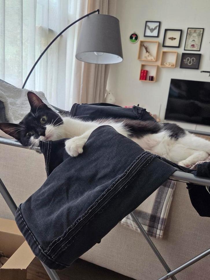 Lieve aanhankelijke poes, Dieren en Toebehoren, Katten en Kittens | Overige Katten, Kortharig, Poes, 6 jaar of ouder