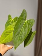 Anthurium Fortsherman x Portillae - Moederplant, Overige soorten, Vaste plant, Ophalen of Verzenden, Bloeit niet