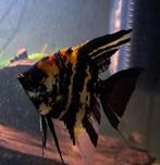 Maanvissen marmer look/triocolor look, Vis