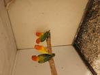 Mooie jonge gele en opaline fisheris  25euro, Dieren en Toebehoren, Meerdere dieren, Dwergpapegaai of Agapornis