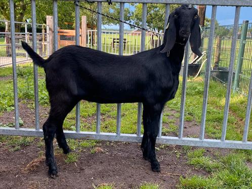 2 Nubische geiten te koop, Dieren en Toebehoren, Schapen, Geiten en Varkens, Geit, Vrouwelijk