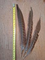 3 veren, echte veren fazant rui, Gebruikt, Ophalen of Verzenden, Nvt, Nvt