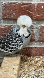 Mooie TT engelse grasparkieten, Dieren en Toebehoren, Meerdere dieren, Parkiet