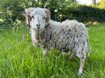 Lieve ouessant stamboek rammetjes te leen of te ruil, Dieren en Toebehoren, Schapen, Geiten en Varkens, Mannelijk, Schaap, 0 tot 2 jaar