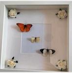Vlinderlijst met roosjes - 25x25 cm, Ophalen of Verzenden, Nieuw, Overige typen