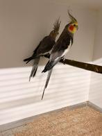 Prachtig fors koppel wildkleur valkparkieten, Dieren en Toebehoren, Meerdere dieren, Parkiet, Geringd