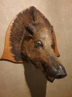Taxidermie zwijnenkop. Wild mancave. Jacht. Landelijk, Ophalen of Verzenden, Gebruikt, Wild dier, Opgezet dier