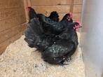 Australorp haan met 4 hennen OPHALEN HASSELT BELGIE, Dieren en Toebehoren, Pluimvee, Meerdere dieren, Kip