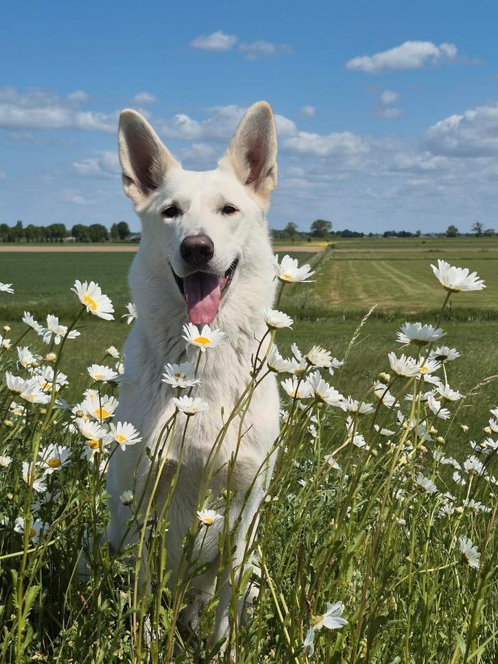 Witte herder pups, Dieren en Toebehoren, Honden | Herdershonden en Veedrijvers, Meerdere dieren, Herder, Particulier, Meerdere