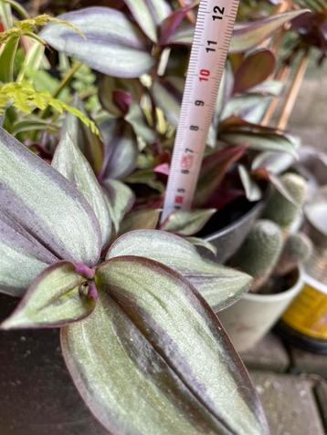 Tradescantia zebrina beschikbaar voor biedingen
