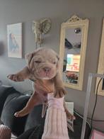Old English Bulldog Pups, CDV (hondenziekte), 8 tot 15 weken, Bulldog, Meerdere