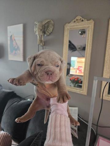 Old English Bulldog Pups  beschikbaar voor biedingen