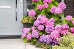 Aanbieding  XXL hortensia’s hortensia bolhortensia, Haag, Minder dan 100 cm, Ophalen of Verzenden, Hortensia