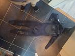 Wetsuit ripcurl flashbomb winterpak met hoodie medium tall, Ophalen of Verzenden, Gebruikt, Overige typen