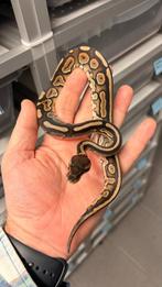 Leopard Cinnamon 100% Het Hypo ball python, Dieren en Toebehoren, Reptielen en Amfibieën, Slang, 3 tot 6 jaar