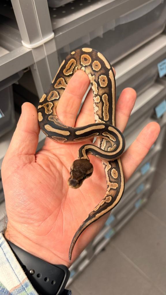 Leopard Cinnamon 100% Het Hypo ball python, Dieren en Toebehoren, Reptielen en Amfibieën, Slang, 3 tot 6 jaar