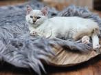 Lieve Ragdoll Kittens & Herplaatsers met Stamboom, Meerdere dieren, Gechipt