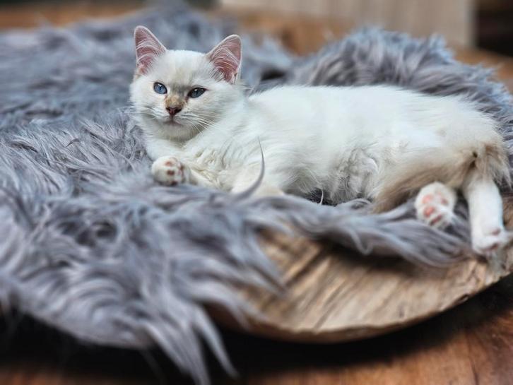 Lieve Ragdoll Kittens met Stamboom, Dieren en Toebehoren, Katten en Kittens | Raskatten | Langhaar, Meerdere dieren, Met stamboom