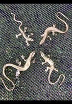 4 Stuks geel koperen salamander, hagedis, gekko van messing., Antiek en Kunst, Ophalen of Verzenden