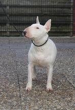 Bullterrier met Stamboom, Dieren en Toebehoren, Honden | Jack Russells en Terriërs, Bull Terriër, CDV (hondenziekte), Teef, Eén hond