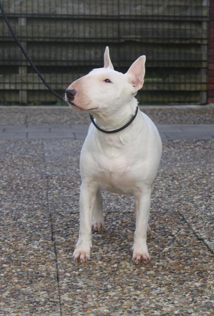 Bullterrier met Stamboom, Dieren en Toebehoren, Honden | Jack Russells en Terriërs, Teef, Bull Terriër, Fokker | Hobbymatig, Eén hond