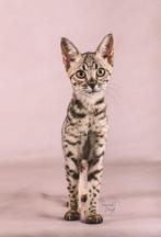 Savannah poes F5, Dieren en Toebehoren, Poes, Gechipt, 0 tot 2 jaar