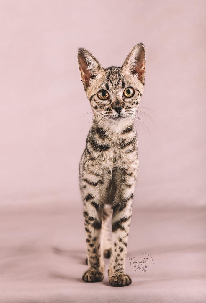 Savannah poes F5, Dieren en Toebehoren, Katten en Kittens | Raskatten | Korthaar, Poes, 0 tot 2 jaar, Met stamboom, Gechipt, Ontwormd