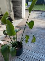 Prachtige Strelizia inclusief pot, Huis en Inrichting, Kamerplanten, Groene kamerplant, Ophalen, In pot, 100 tot 150 cm