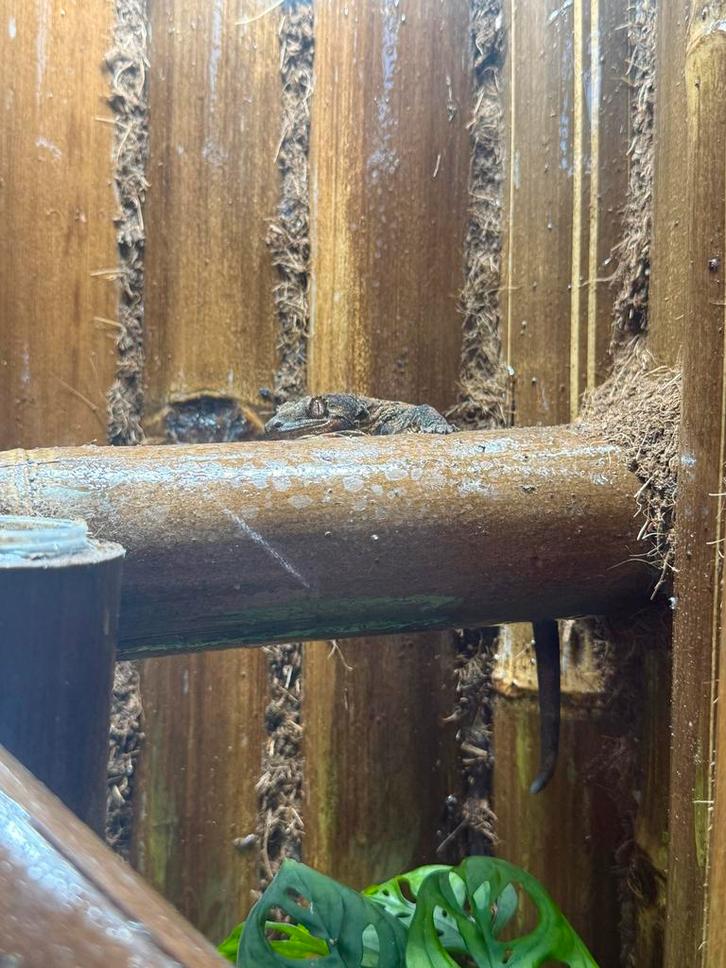 Chahoua gekko man (super tam) met of zonder terrarium., Dieren en Toebehoren, Reptielen en Amfibieën, Hagedis, 0 tot 2 jaar, Tam