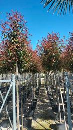 Photinia fraseri red robin bomen op stam in maten!, Ophalen of Verzenden, Halfschaduw, 100 tot 250 cm