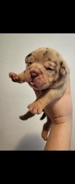 Prachtige old english bulldog pups, Particulier, Rabiës (hondsdolheid), Meerdere, Bulldog