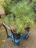 Vintage Hand-/trek-/duwkarretje, Ophalen, Gebruikt