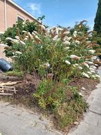 GRATIS vlinderstruik, Tuin en Terras, Planten | Bomen, Overige soorten, 100 tot 250 cm, Zomer, Ophalen