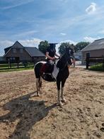 Mooie drachtige bonte pony, Dieren en Toebehoren, Paarden, Merrie, Minder dan 160 cm, Gechipt, 11 jaar of ouder