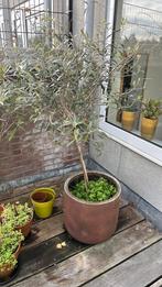 Olijfboom olijfboompje met pot, Tuin en Terras, Planten | Bomen, Bloeit niet, 100 tot 250 cm, Olijfboom, Ophalen