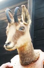 opgezette bok, Verzamelen, Dierenverzamelingen, Ophalen of Verzenden, Zo goed als nieuw, Wild dier, Opgezet dier