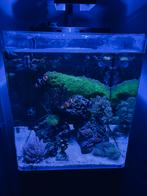 Blue Marine reef 60 compleet, Ophalen, Gebruikt, Leeg aquarium