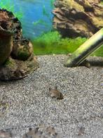 Groepje 5 Corydoras Panda, eigen kweek., Vis