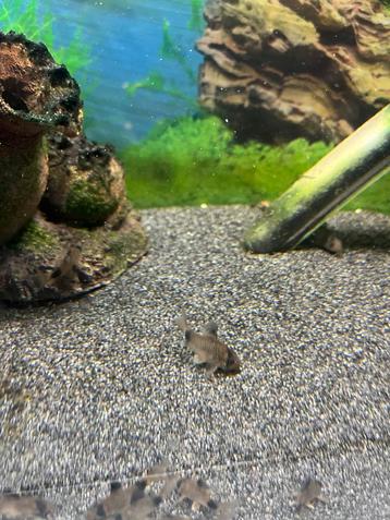 Groepje 5 Corydoras Panda, eigen kweek. beschikbaar voor biedingen