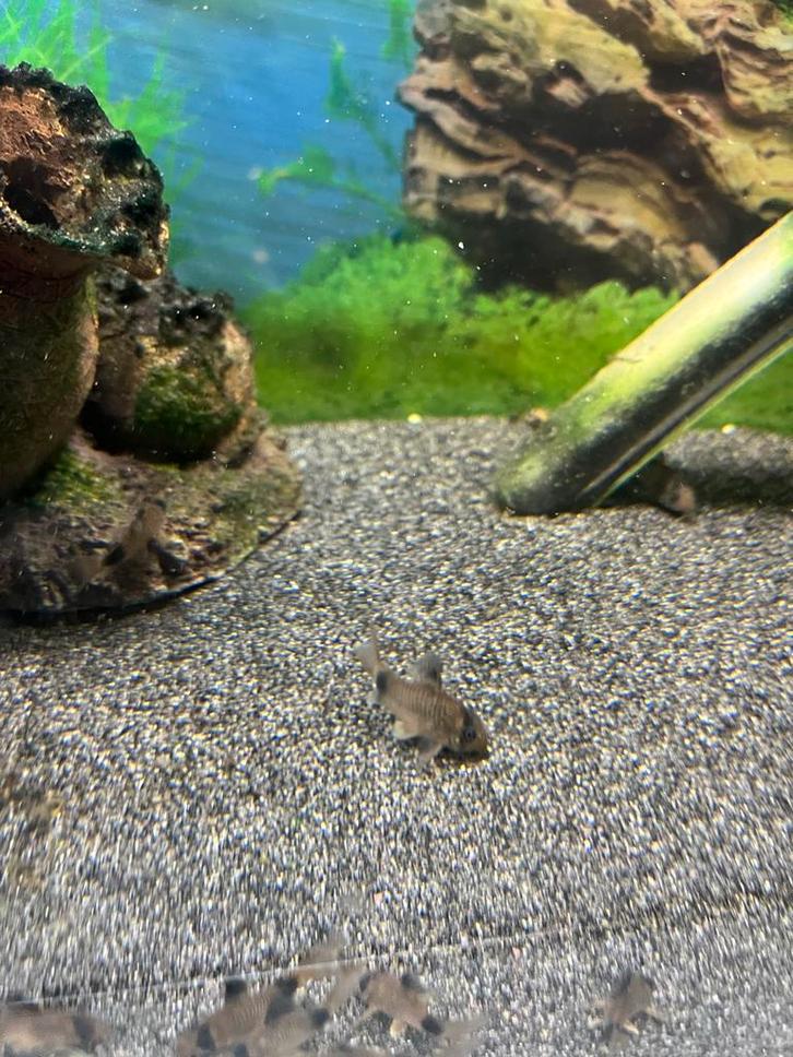 Groepje 5 Corydoras Panda, eigen kweek., Dieren en Toebehoren, Vissen | Aquariumvissen, Vis