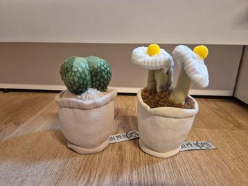 2 x Take me home planten knuffeltjes bloem cactus  beschikbaar voor biedingen